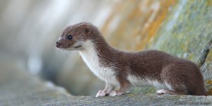 Weasel