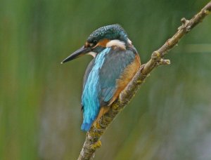 Kingfisher