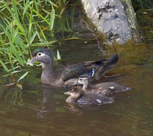Wood Duck and family