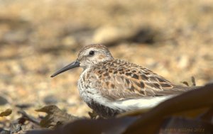 dunlin_at_Groomsport