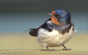 SWALLOW_AT_OXFORD_ISLAND