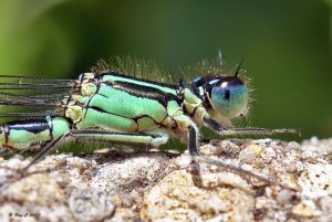 Blue-tailed Damselfly up close