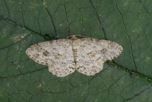 Engrailed1