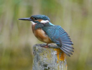 Kingfisher