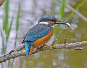 Kingfisher