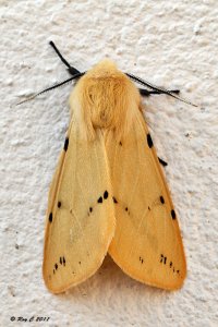 Buff Ermine