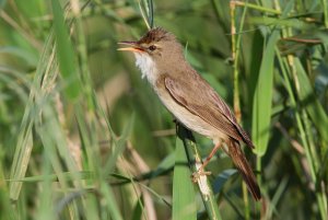 Marsh Warbler