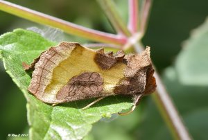 Burnished brass