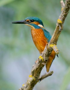 Kingfisher