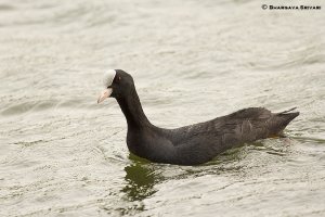 Common Coot