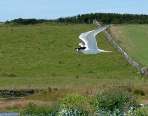 Sandwich tern