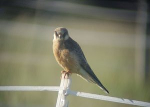 Red-Footed Falcon