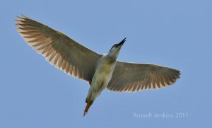 Black-crowned Night Heron overhead