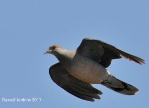 Oriental Turtle Dove