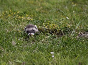 Polecat