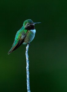 Broad Tailed Hummer