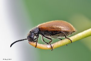 Lagria hirta a Darkling Beetle