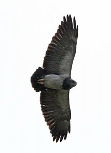 Black-chested Buzzard Eagle