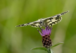 Black Knapweed, Marbled White