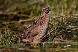 Common Quail