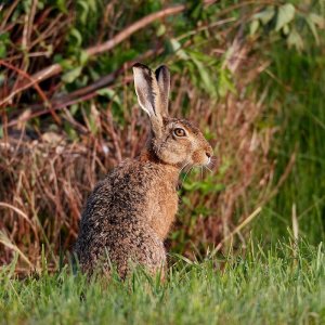 Brown Hare