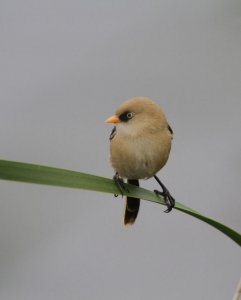 Bearded_Tit14