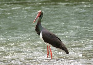 Black Stork