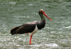 Black Stork