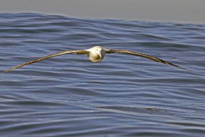 Wandering Albatross