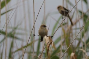 Bearded_Tit_21