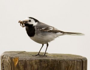 White Wagtail