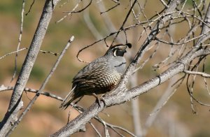 California Quail