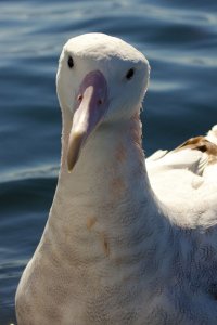 Wandering Albatross