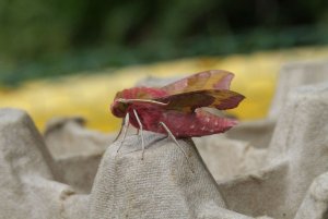 Small_Elephant_hawkmoth