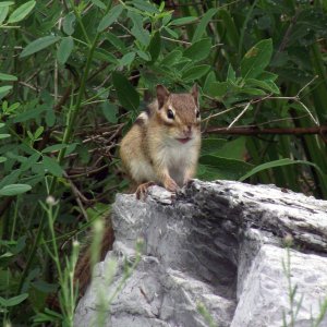 Chipmunk