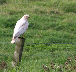 Buzzard