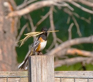 Colorado Spotted Towhee