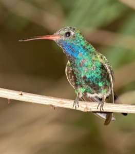 Broad-billed hummingbird