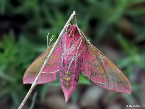 Elephant Hawkmoth