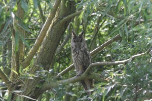 Long_Eared_Owl2