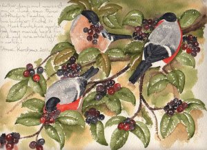 Bullfinches and Berries.