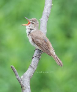 Oriental Reed Warbler - Japan