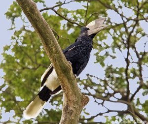 Black-and-white-casqued Hornbill Mature Male UGANDA SER