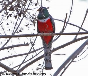 Elegant Trogon