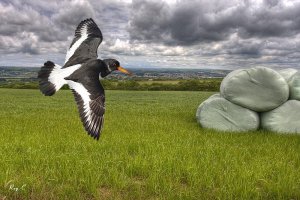 Oystercatcher in flight