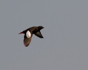 Black Guillemot