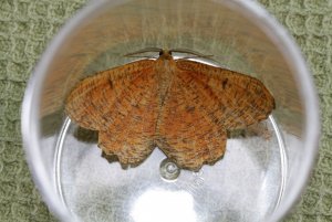 Orange_Moth2