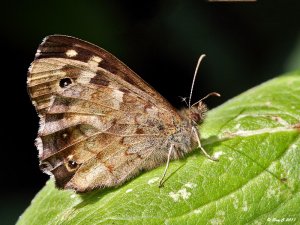 Speckled Wood