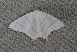 Swallow_Tailed_Moth