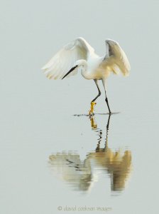 Little Egret